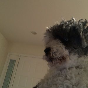 Meet your Posher, Lottie